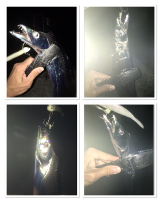 どうにかタチウオ&ハマチ