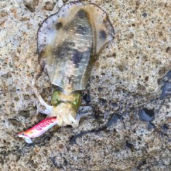 なんでやー　アオリー　