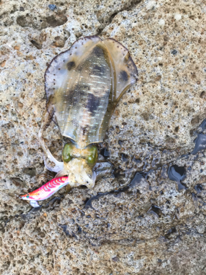 なんでやー　アオリー　