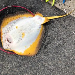 親父たちの釣行　近場編