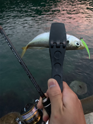 いいシーズンになってきました！