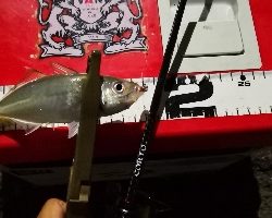 アジング練習 41