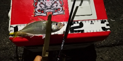 アジング練習 41