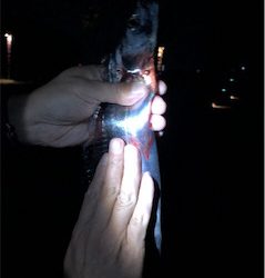 タチウオ、ハマチ