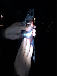 タチウオ、ハマチ