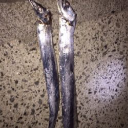 満ちこみからテンヤ