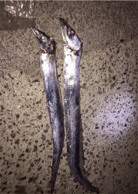 満ちこみからテンヤ