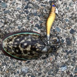 アジを求めて⑩