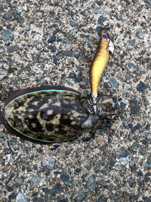 アジを求めて⑩