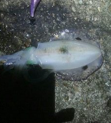 アオリイカ2杯。1バラシ