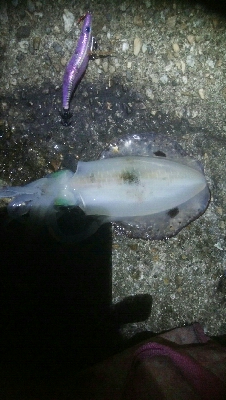 アオリイカ2杯。1バラシ