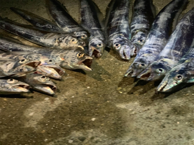 タチウオ釣果