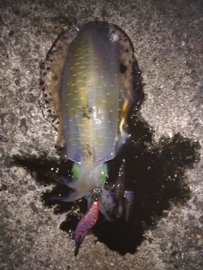 アオリイカ・メッキ・チャリコ