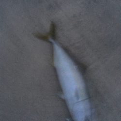 出勤前１時間釣行