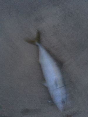 出勤前１時間釣行