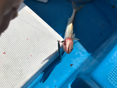 オフショアジギ初挑戦