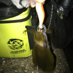 安物エギでもアオリGET (^^)