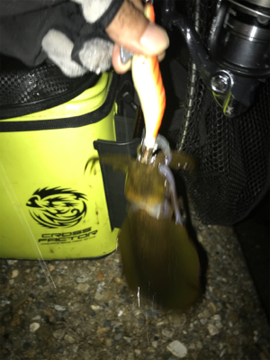 安物エギでもアオリGET (^^)