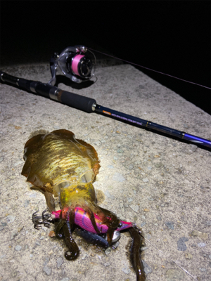 ナイトエギング