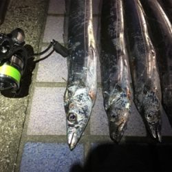 小さいけど…入れ食い