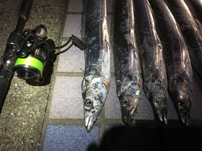 小さいけど…入れ食い