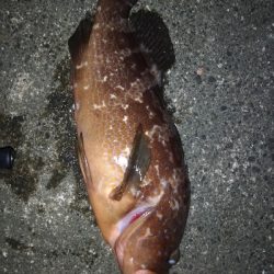 エギング………?