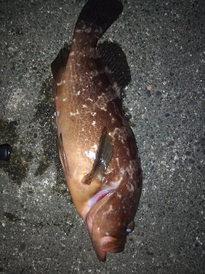 エギング………?