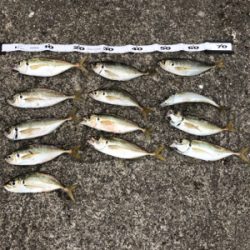 太刀魚　ハマチ　不発(＞人＜;)