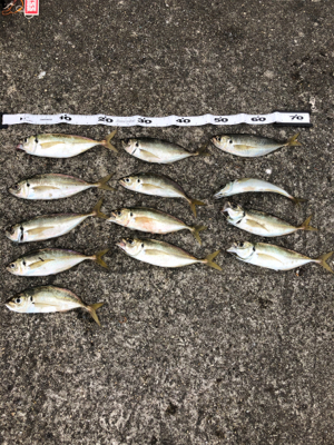 太刀魚　ハマチ　不発(＞人＜;)