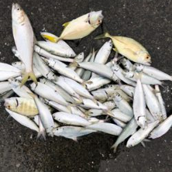 サッパ、メッキ、コノシロ