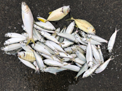 サッパ、メッキ、コノシロ