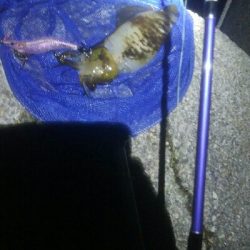 アオリイカ4杯 バラシ2杯！