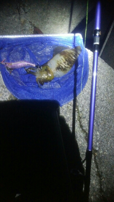 アオリイカ4杯 バラシ2杯！