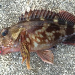 根魚釣り