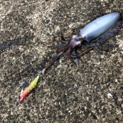 秋イカ終わり？