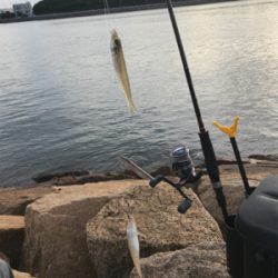 久しぶりに夫婦でキス釣り(^｡^)