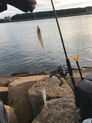 久しぶりに夫婦でキス釣り(^｡^)