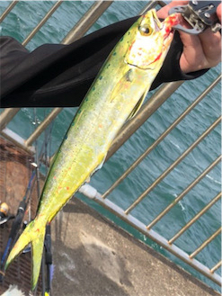 敦賀新港にてシイラ