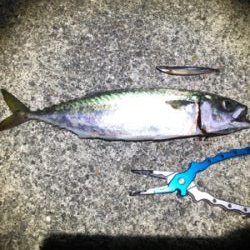 ポーアイ沖　釣果ぼちぼちも渋め