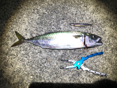 ポーアイ沖　釣果ぼちぼちも渋め