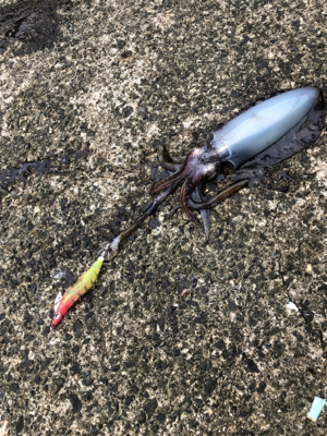 秋イカ終わり？