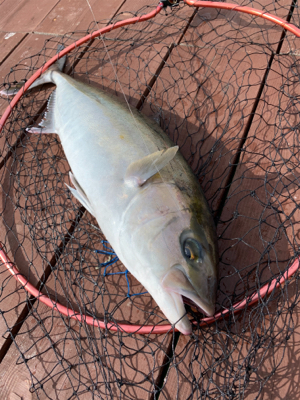 じゃのひれフィッシングパークにて