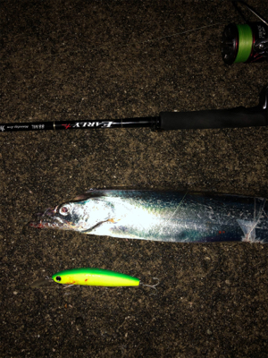 セットアッパーでタチウオ