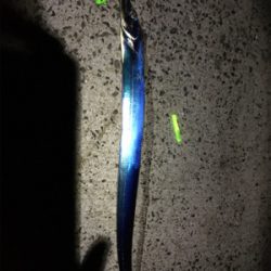 ドラゴンタチウオ、、？