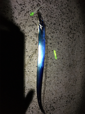 ドラゴンタチウオ、、？