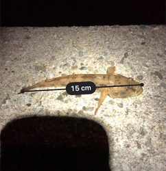 ちょこっと釣行