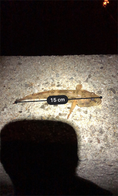 ちょこっと釣行