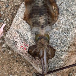 大荒れアオリイカ