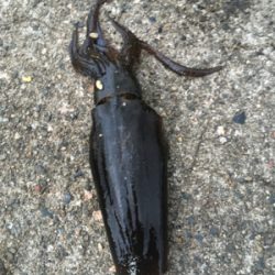 アオリイカ狙い