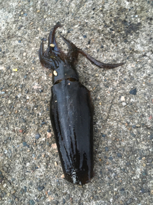 アオリイカ狙い